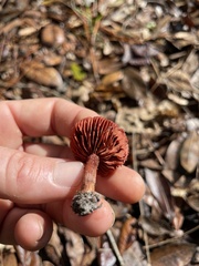 Cortinarius sanguineus