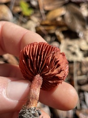 Cortinarius sanguineus