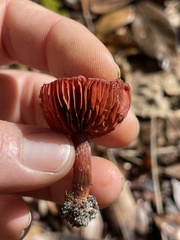 Cortinarius sanguineus