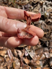 Cortinarius sanguineus