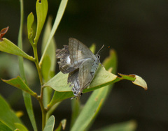 Hypolycaena phorbas