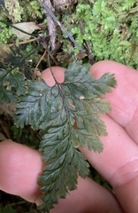 Abrodictyum elongatum