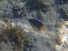 Stegastes leucostictus