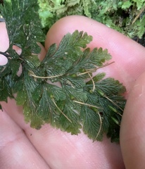 Abrodictyum elongatum