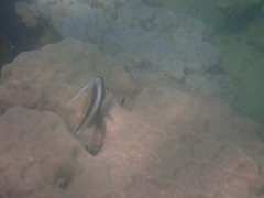 Heniochus acuminatus