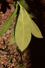 Drimys winteri winteri