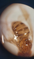 Drosophila mercatorum