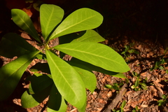 Drimys winteri winteri