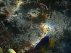 Stegastes leucostictus