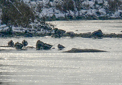 Recurvirostra americana