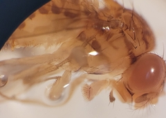 Drosophila mercatorum