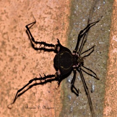 Geraeocormobius sylvarum