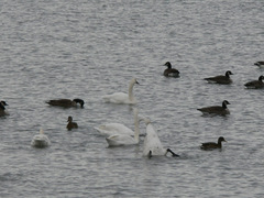 Cygnus columbianus