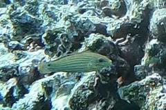 Halichoeres melanurus