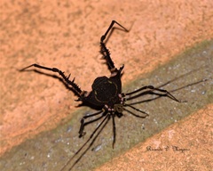 Geraeocormobius sylvarum