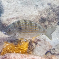 Archosargus rhomboidalis