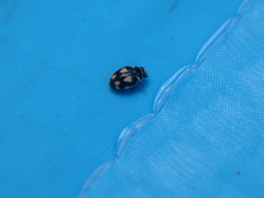 Hyperaspis festiva