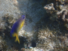 Stegastes leucostictus