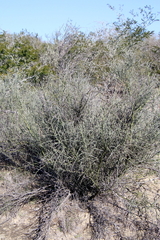 Parkinsonia texana