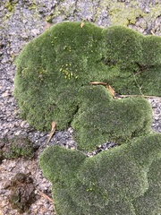 Grimmia