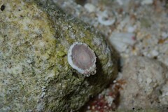 Marginopora vertebralis