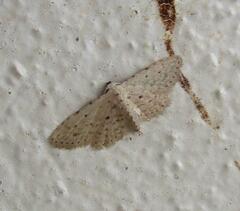 Sigela basipunctaria