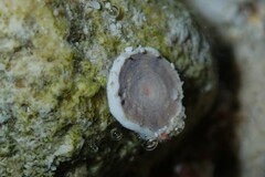 Marginopora vertebralis