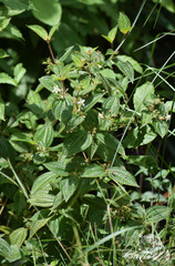 Miconia crenata