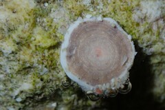 Marginopora vertebralis