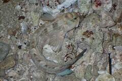 Blenniidae
