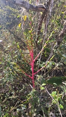 Tillandsia cucaensis