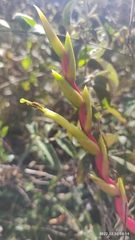 Tillandsia cucaensis