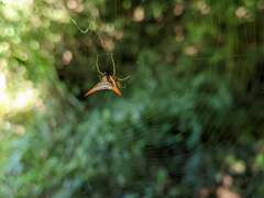 Micrathena militaris