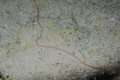 Baseodiscus delineatus