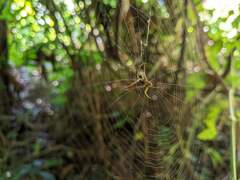 Micrathena militaris
