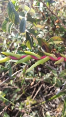 Tillandsia cucaensis