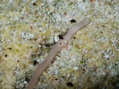 Baseodiscus delineatus