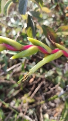 Tillandsia cucaensis