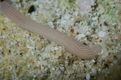 Baseodiscus delineatus