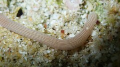 Baseodiscus delineatus