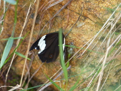 Heteronympha mirifica
