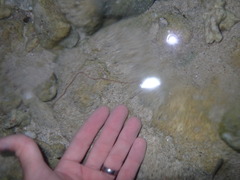 Baseodiscus delineatus