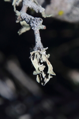 Ramalina complanata