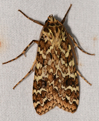 Phaegoptera decrepidoides
