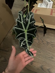 Alocasia amazonica