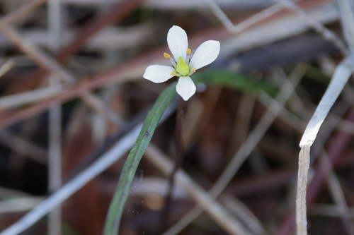 Image of Bartonia verna by (c) Lauren McLaurin, some rights reserved (CC BY)