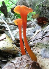 Hygrocybe cantharellus