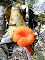 Hygrocybe cantharellus