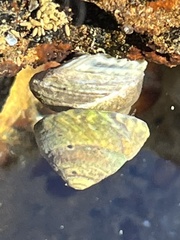 Bembicium