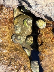 Bembicium